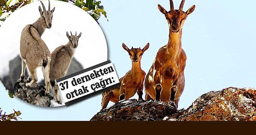 AV CİNAYETLERİNE DUR DİYELİM!