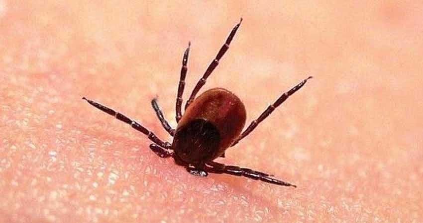 YEDİSU’DA KENE VAKASI