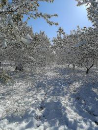 Zirai Don ve Tedbir Uyarısı!