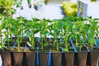 Sebze Fidesi Dağıtılacak